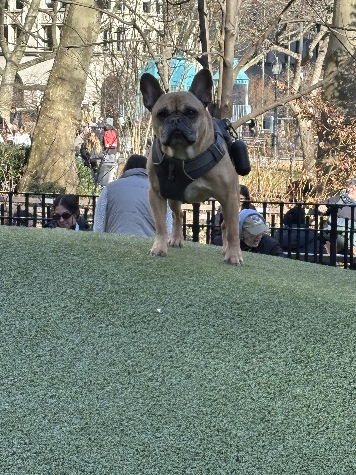 Trails And Tails Dog Walking photo 3