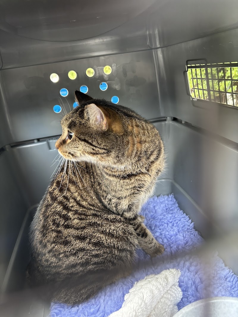 Transcontinental Pet Movers LLC photo 3