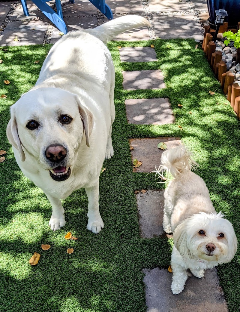 Treat Pet Sitting photo 3