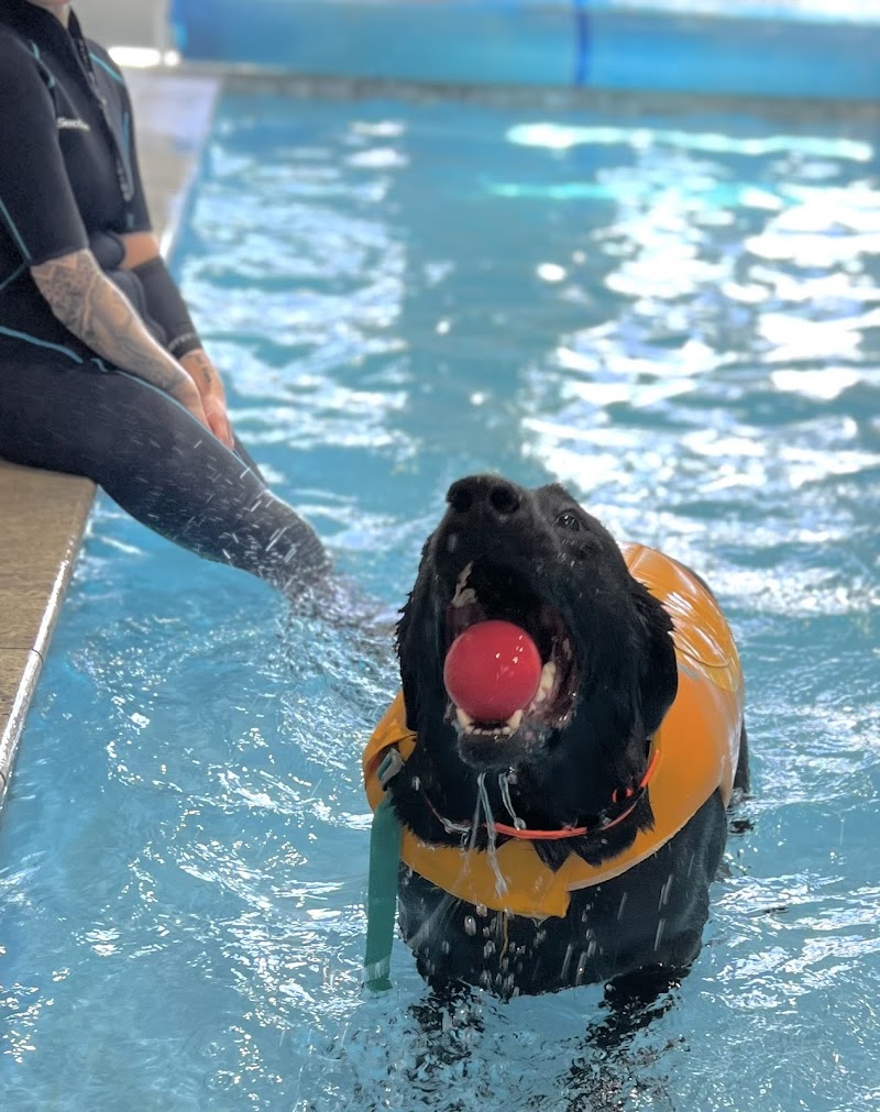 Tsavo's Canine Rehabilitation in San Diego County