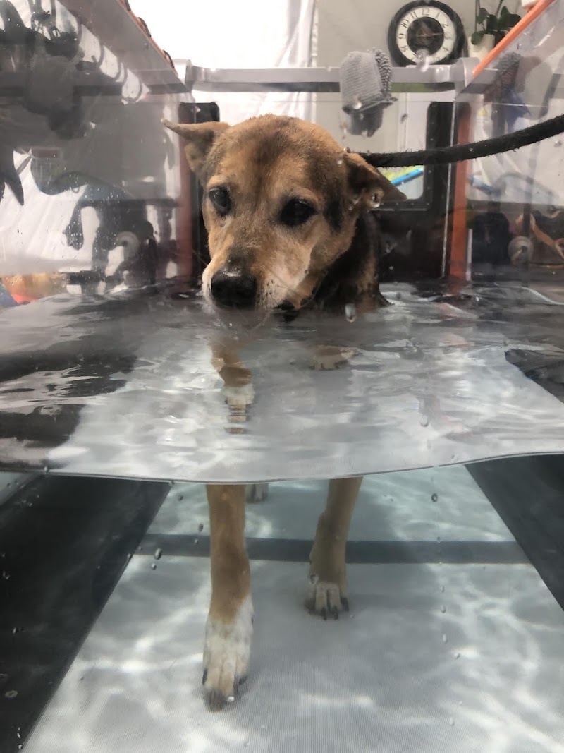 Tsavo's Canine Rehabilitation in San Diego County photo 3