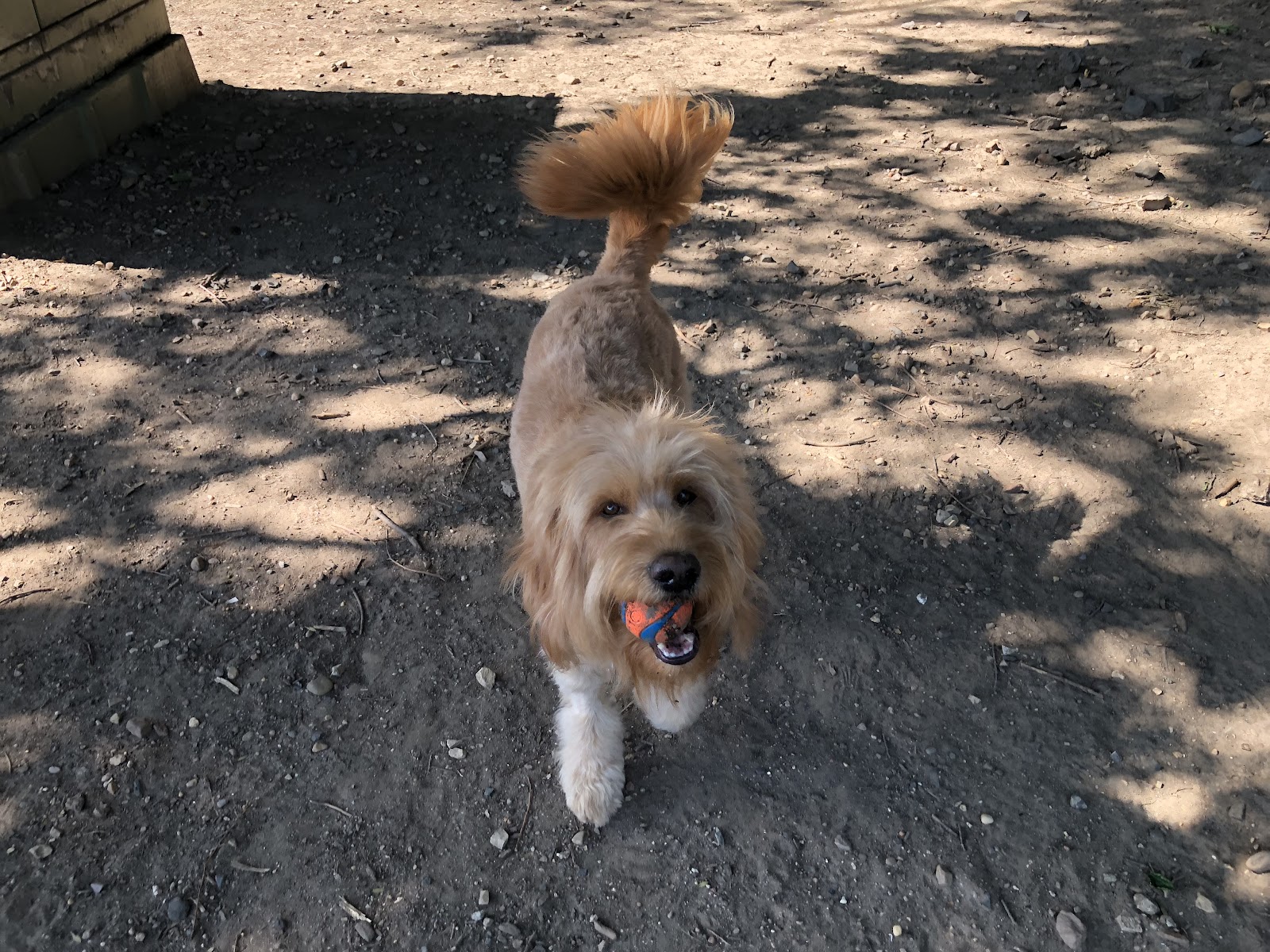Tucker Dog Park