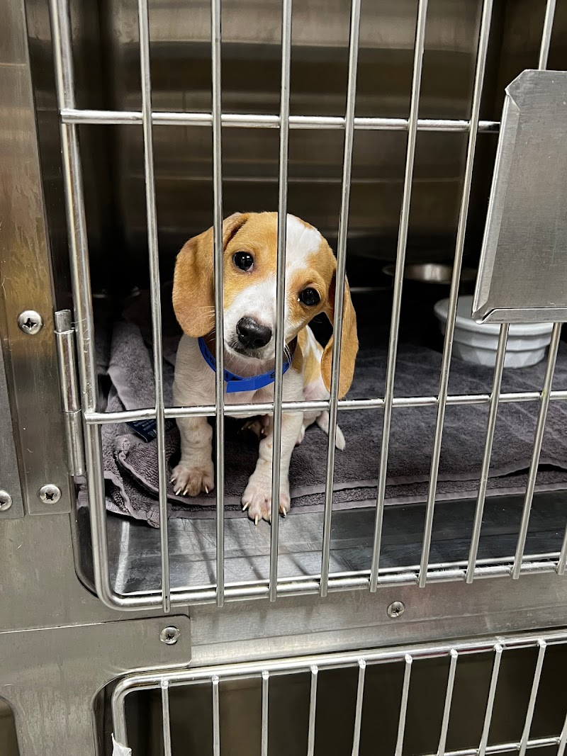 Two By Two Pet Support photo 2