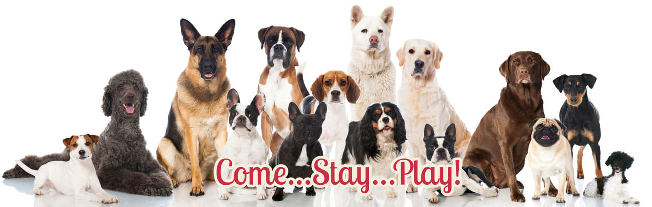 Underdog Kennels Dog Daycare and Boarding