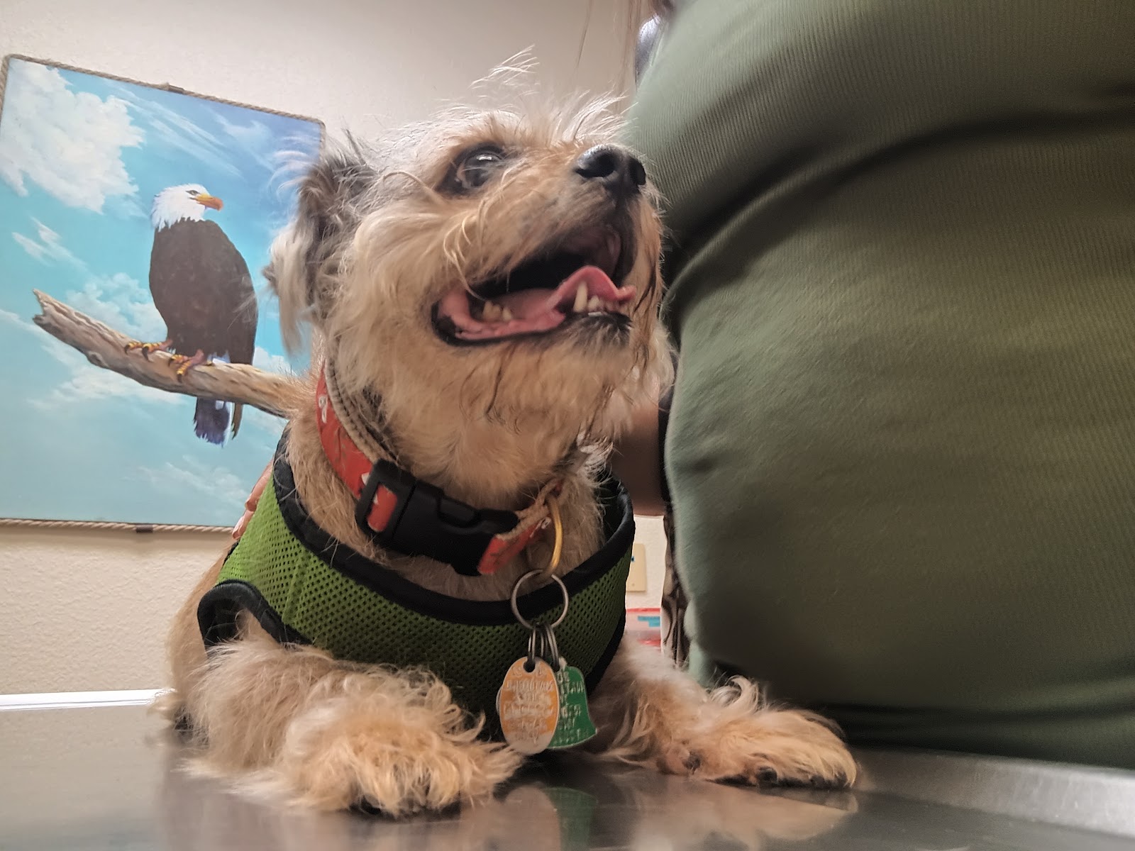 Underhill Animal Hospital