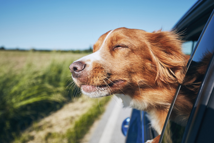 Understanding Dog Training