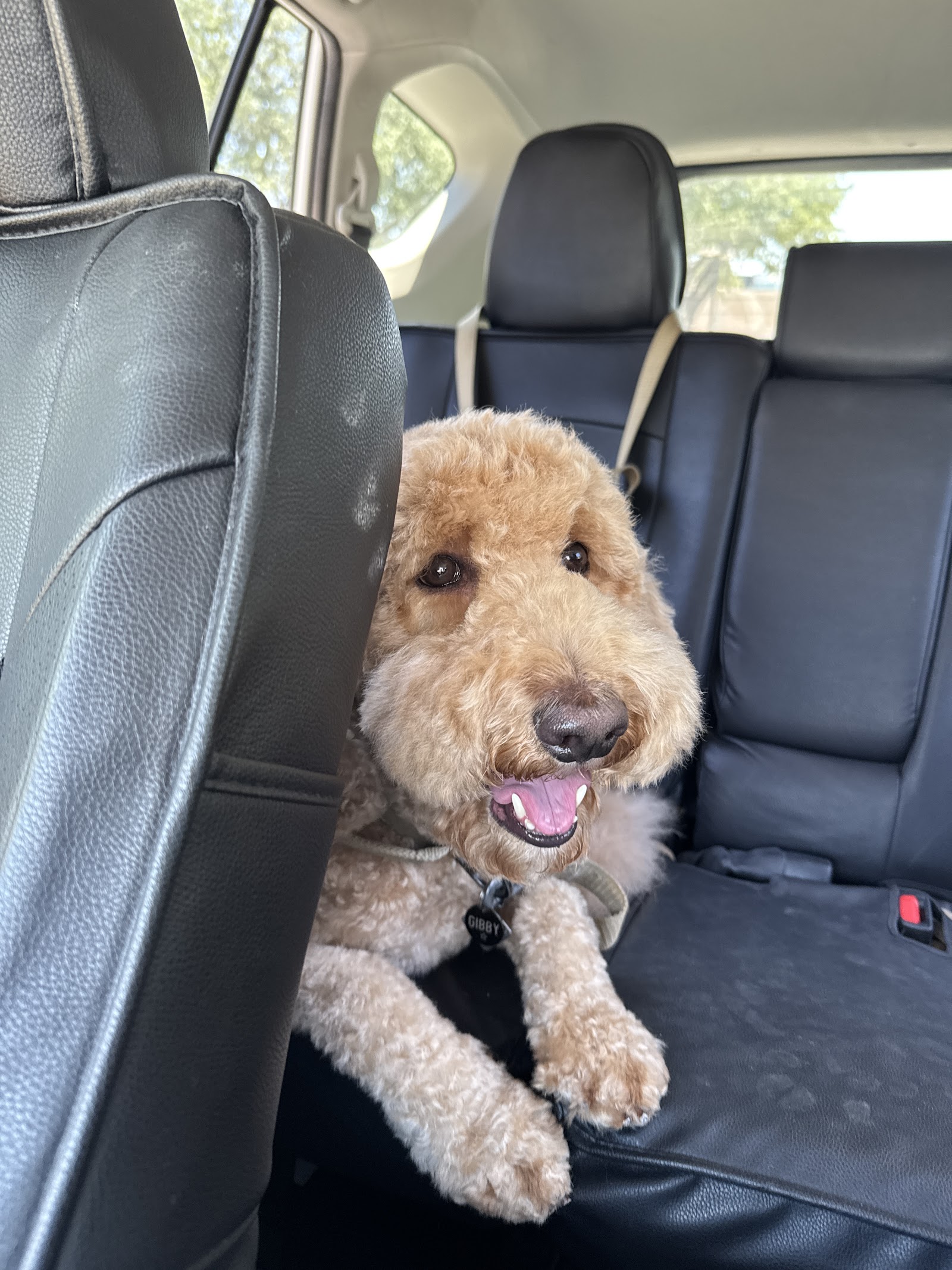 Urban Dogg Pet Grooming