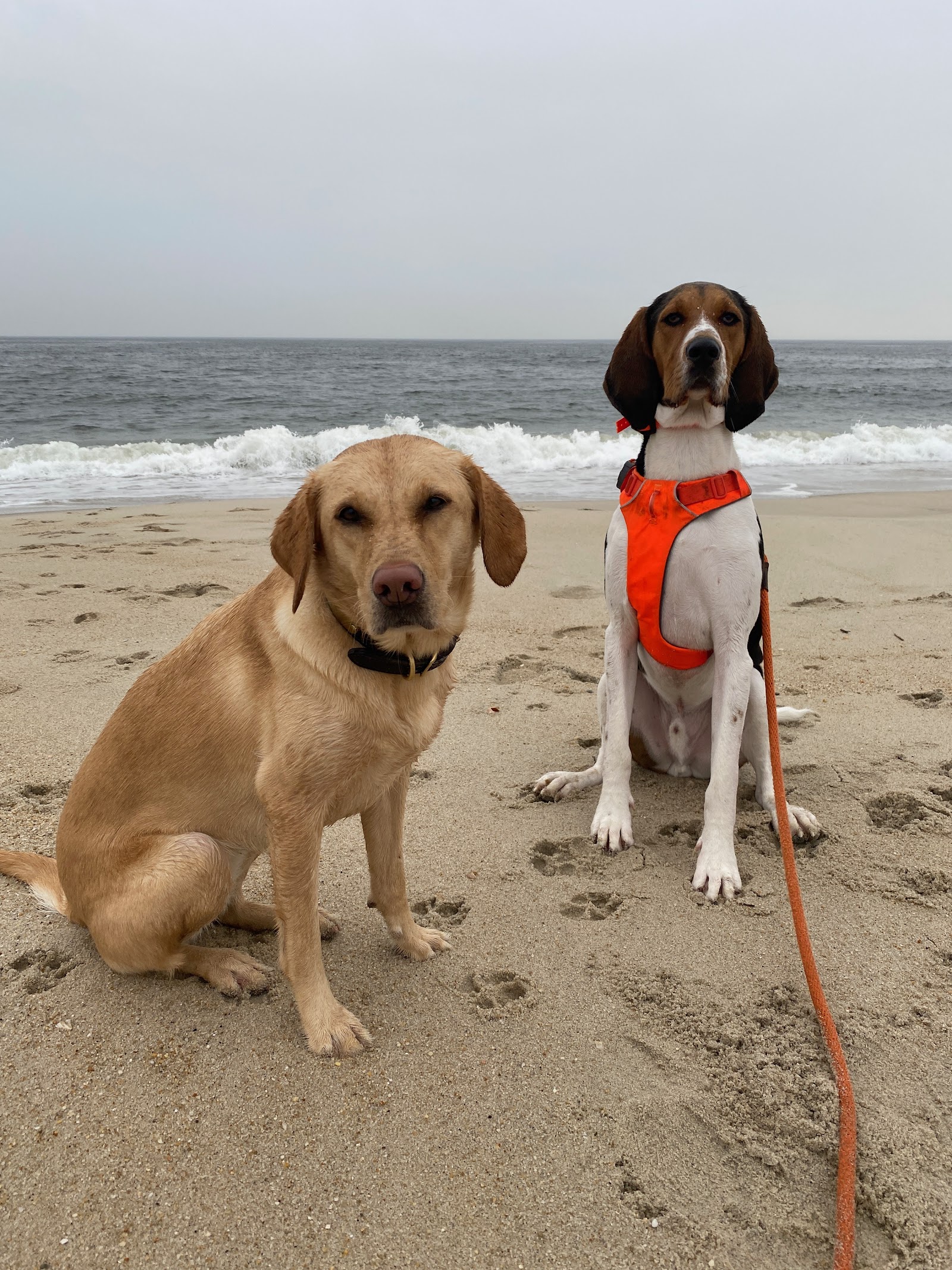 Urban K-9 Dog Training