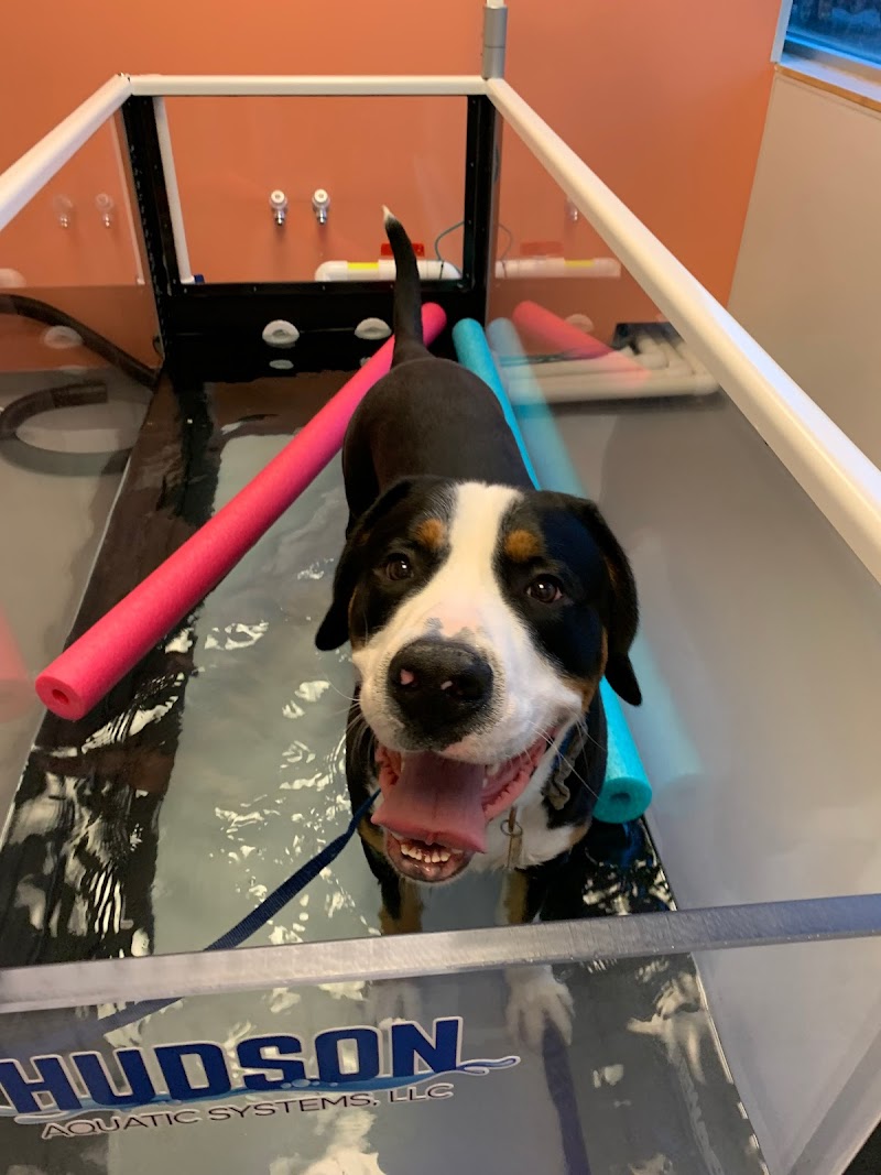 Urban Paw Veterinary Health and Rehabilitation