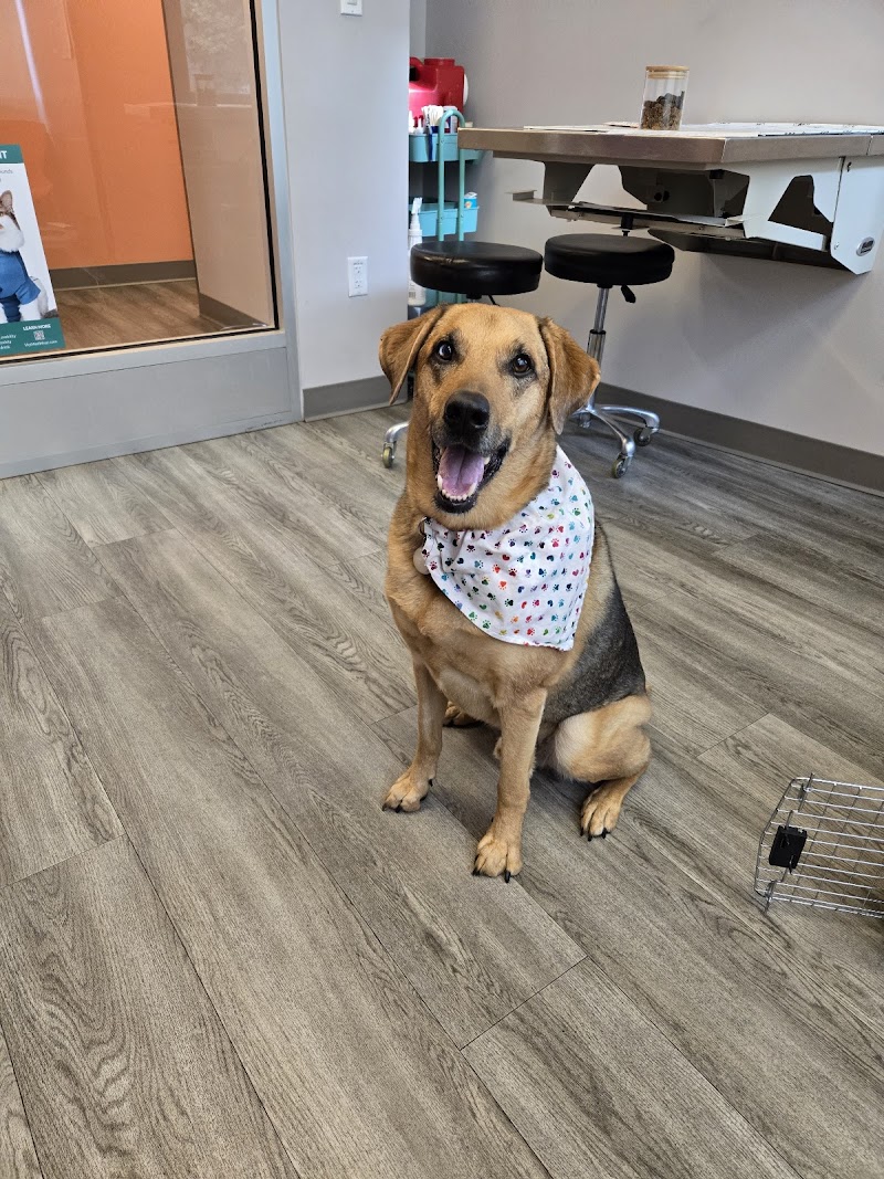 Urban Paw Veterinary Health and Rehabilitation photo 2