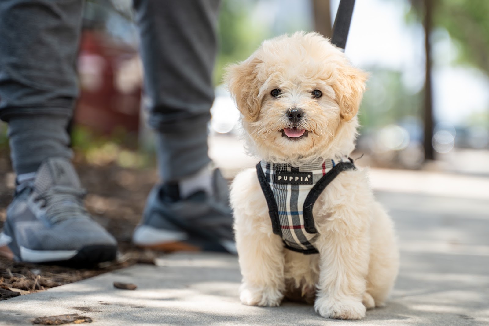 UrbanWagz - Pet Grooming, Boarding and Training