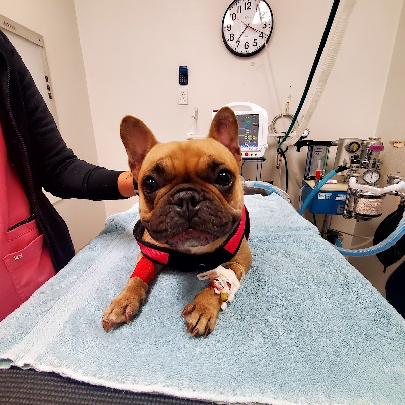 Urgent Care Pet Clinic photo 2