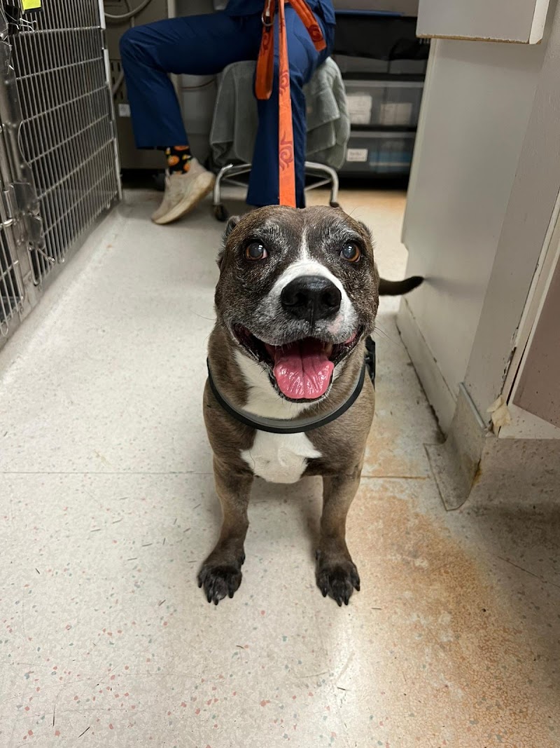 Urgent Care Pet Clinic photo 3