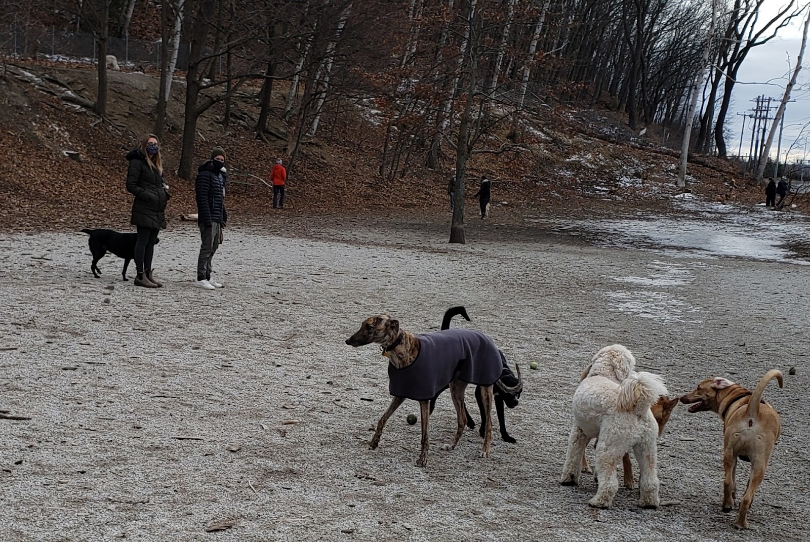 Valley Street Dog Park