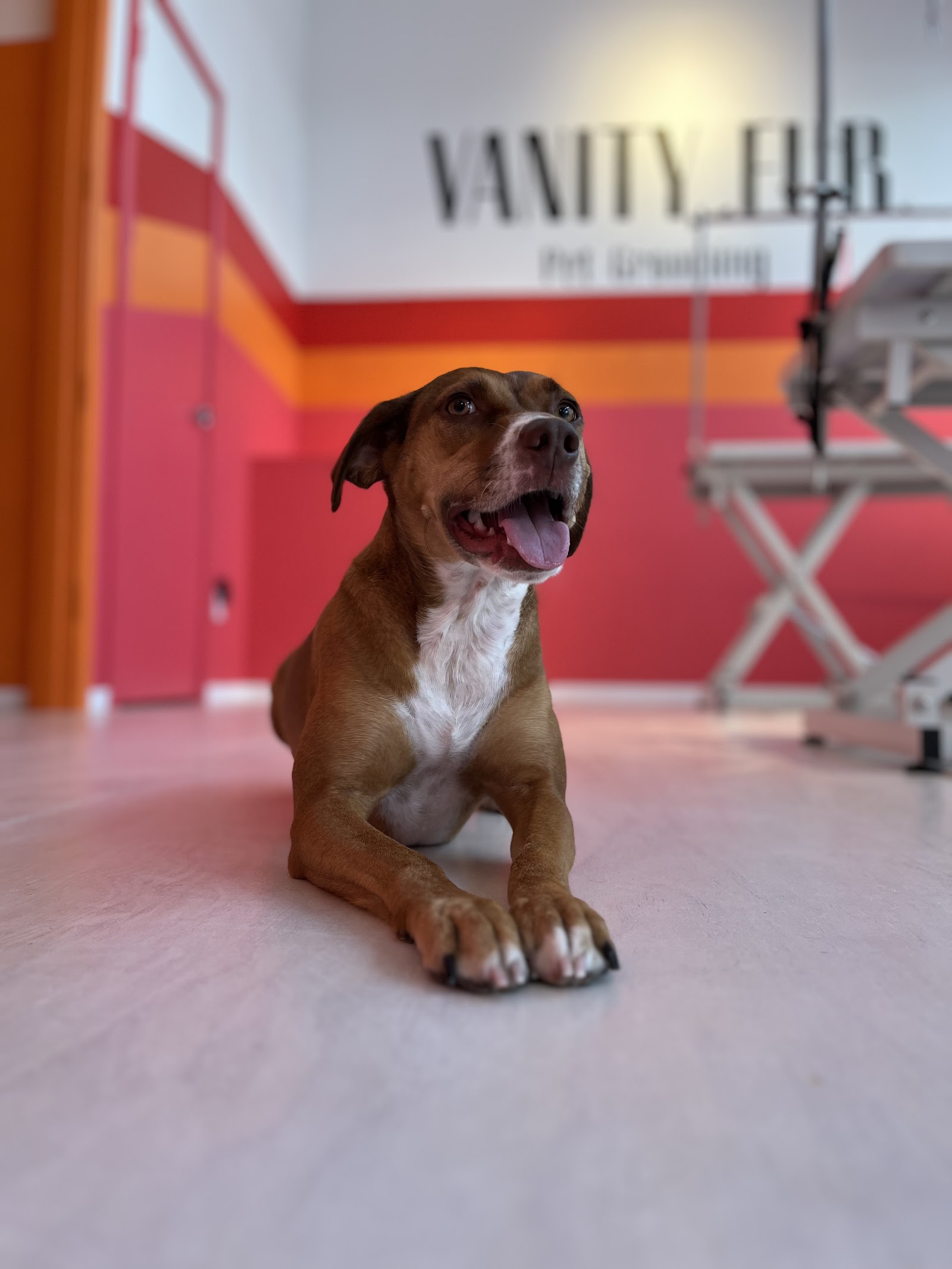 Vanity Fur Pet Grooming