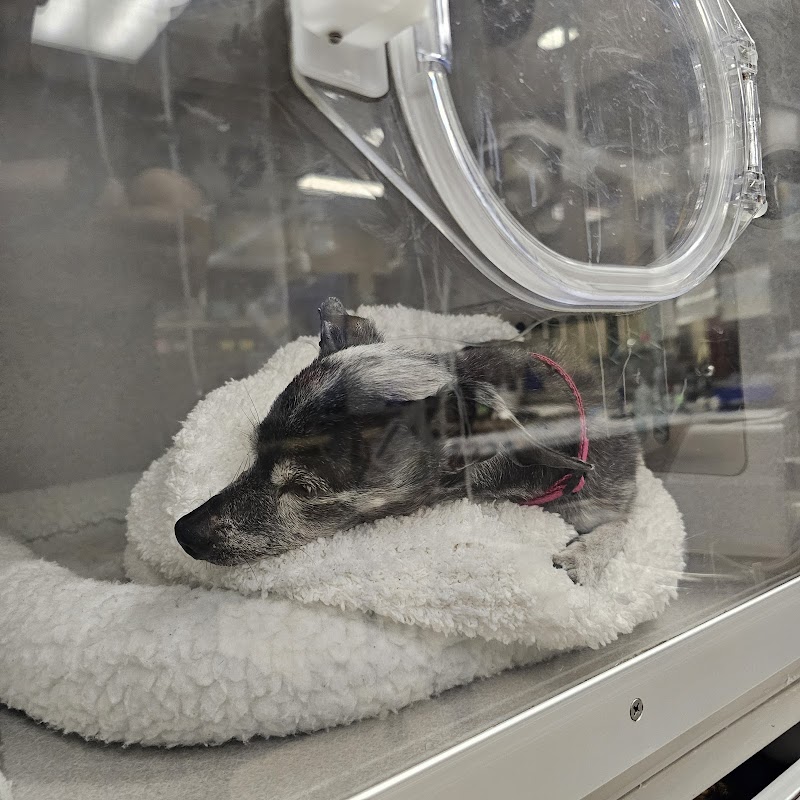 VCA Animal Specialty Group photo 3