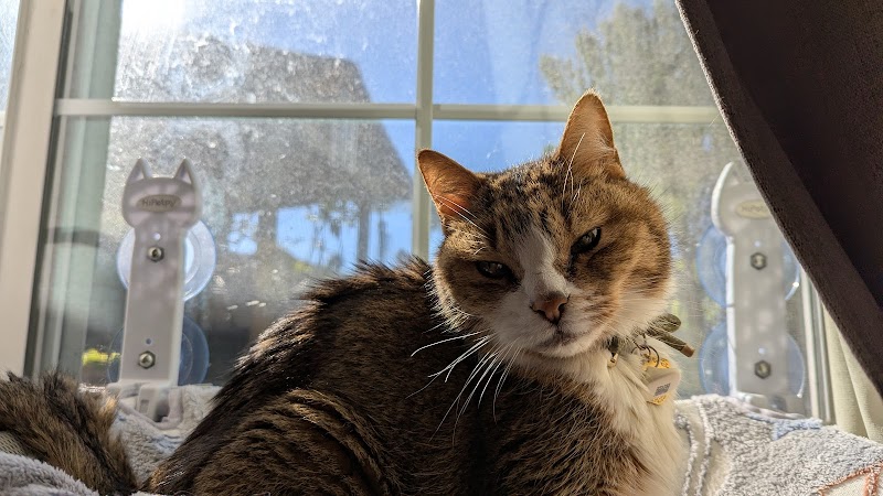 VCA California Veterinary Specialists-Carlsbad photo 3