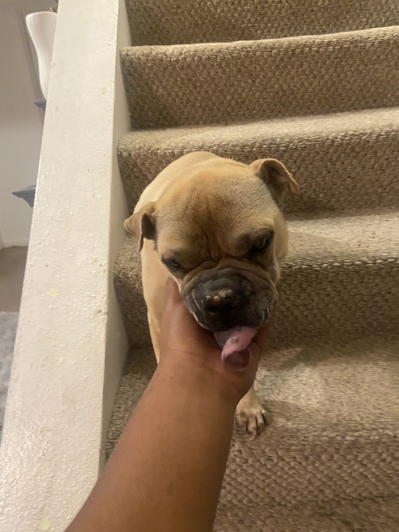 VCA Highlands Ranch Animal Specialty & Emergency Center photo 2