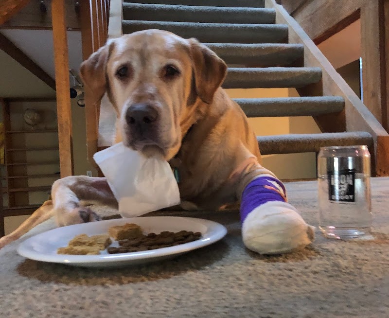 VCA Highlands Ranch Animal Specialty & Emergency Center photo 3