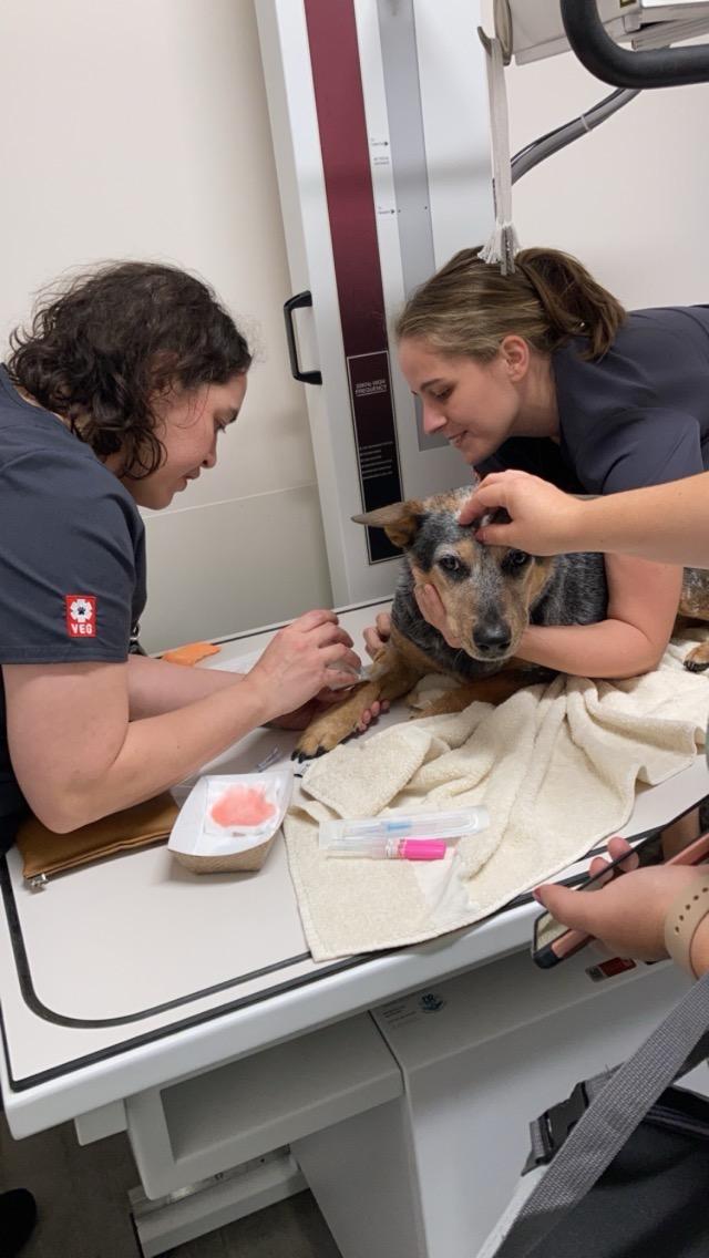 VEG ER for Pets photo 3