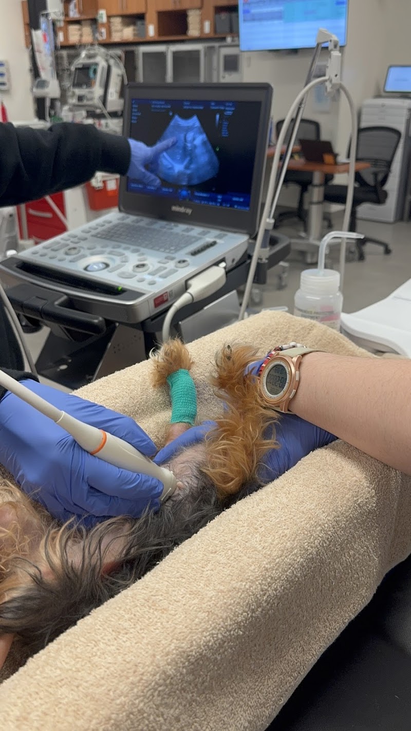 VEG ER for Pets photo 2