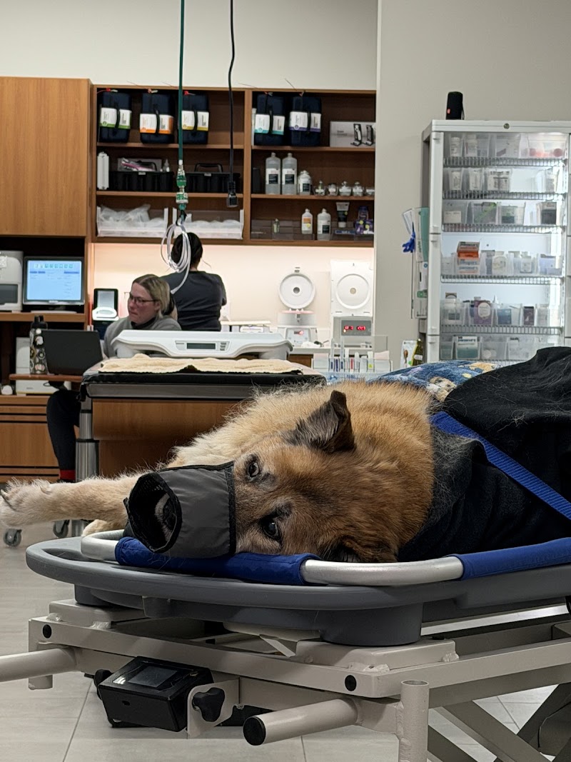 VEG ER for Pets photo 3