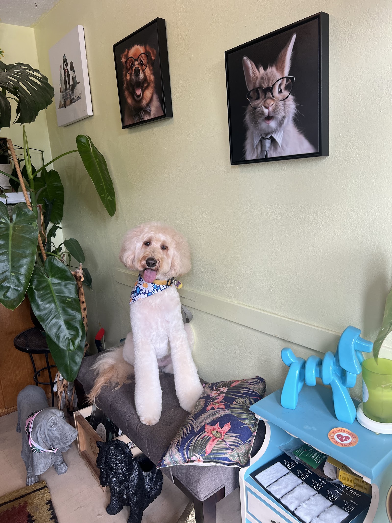 Velux Grooming co.