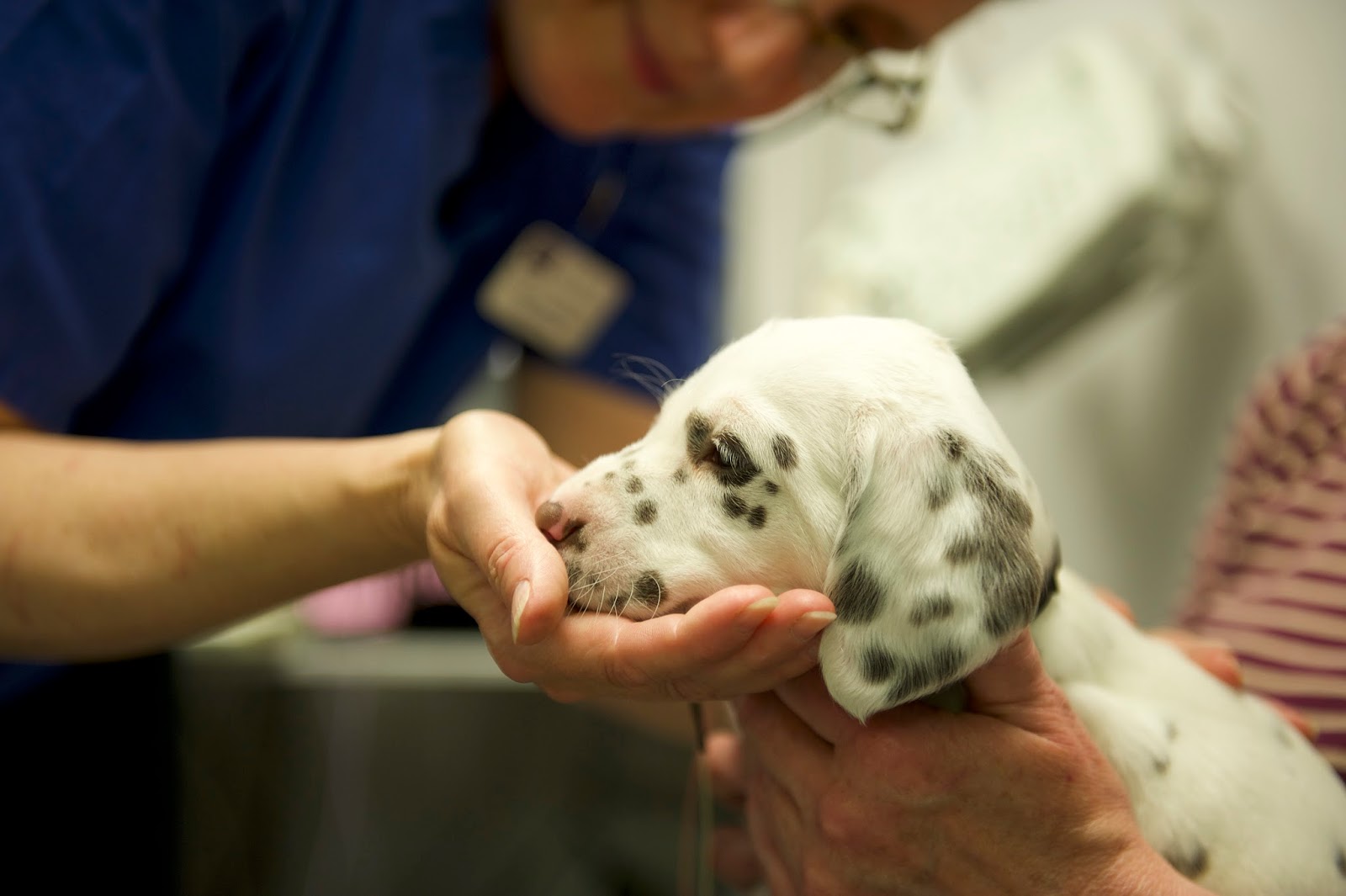 VET.CT - Vet radiology | Education
