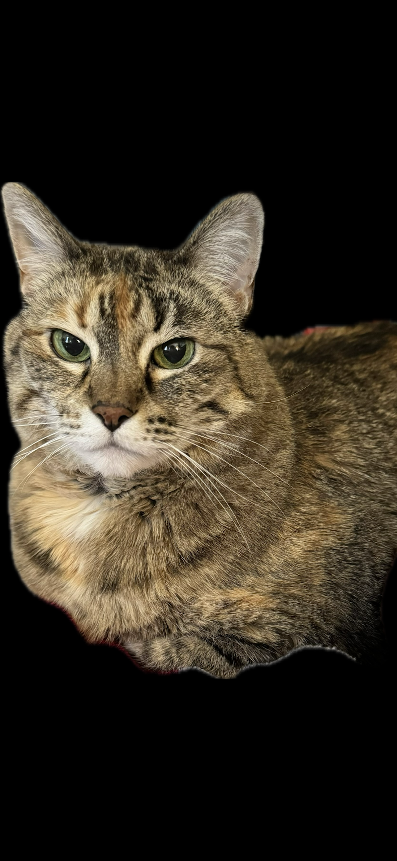 VetCare Animal Hospital photo 3