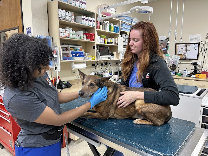 Veterinary Emergency + Critical Care photo 3