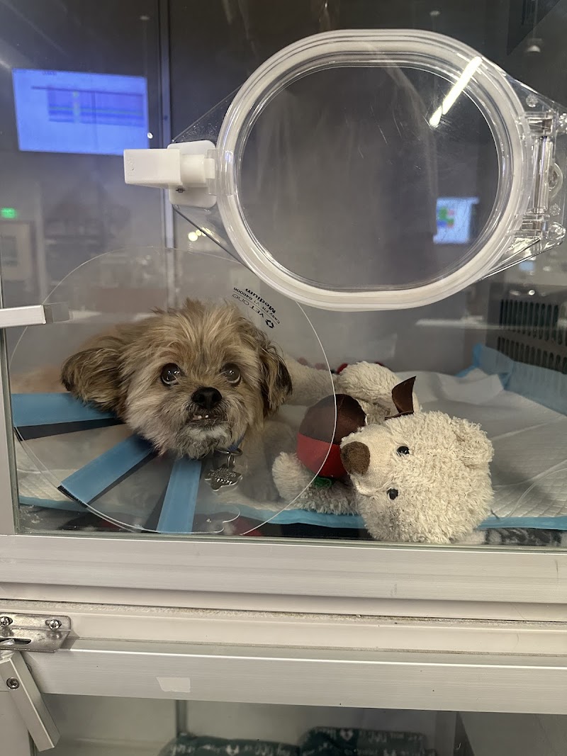 Veterinary Emergency Group