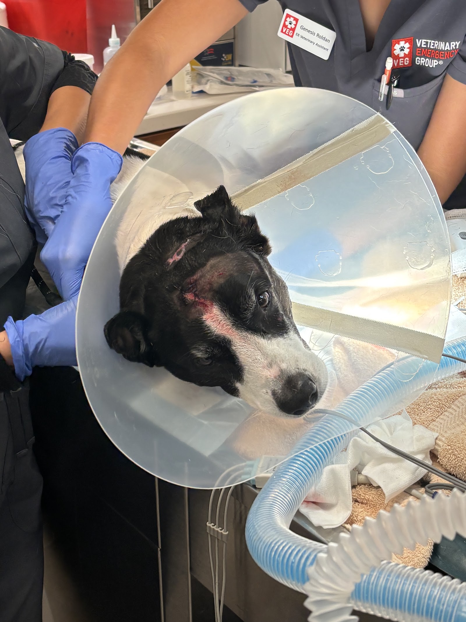 Veterinary Emergency Group