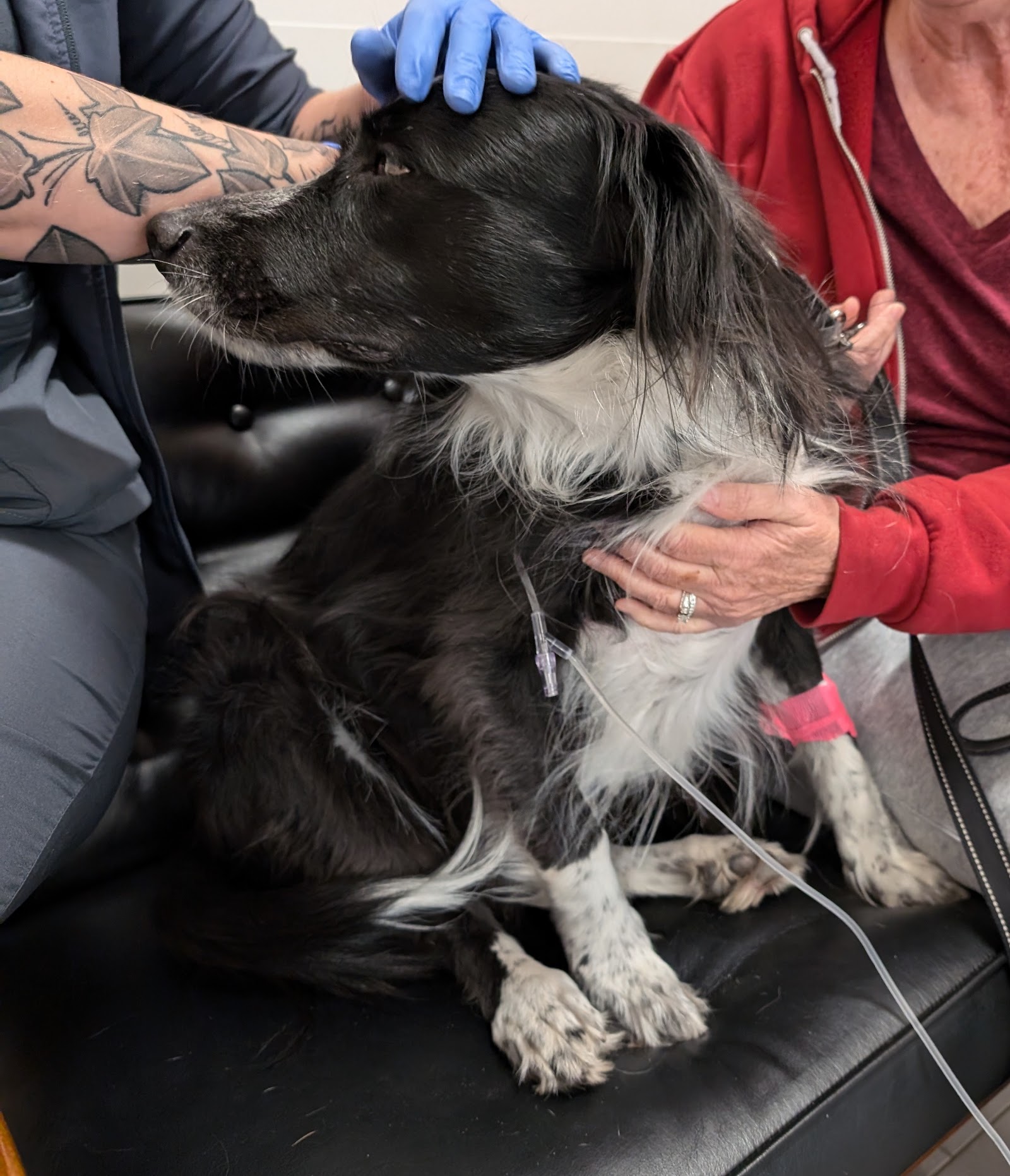Veterinary Emergency Group