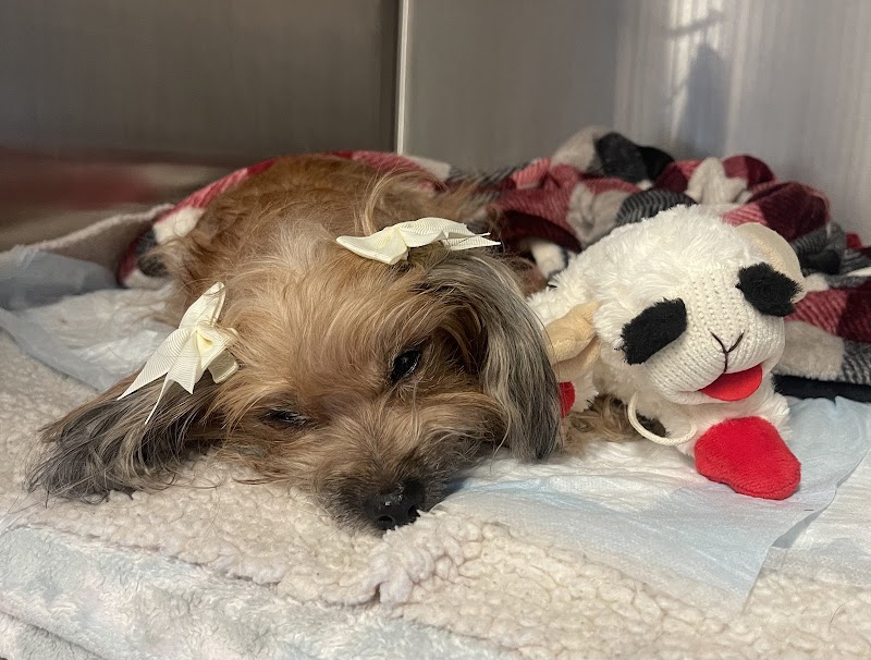 Veterinary Emergency Group photo 3