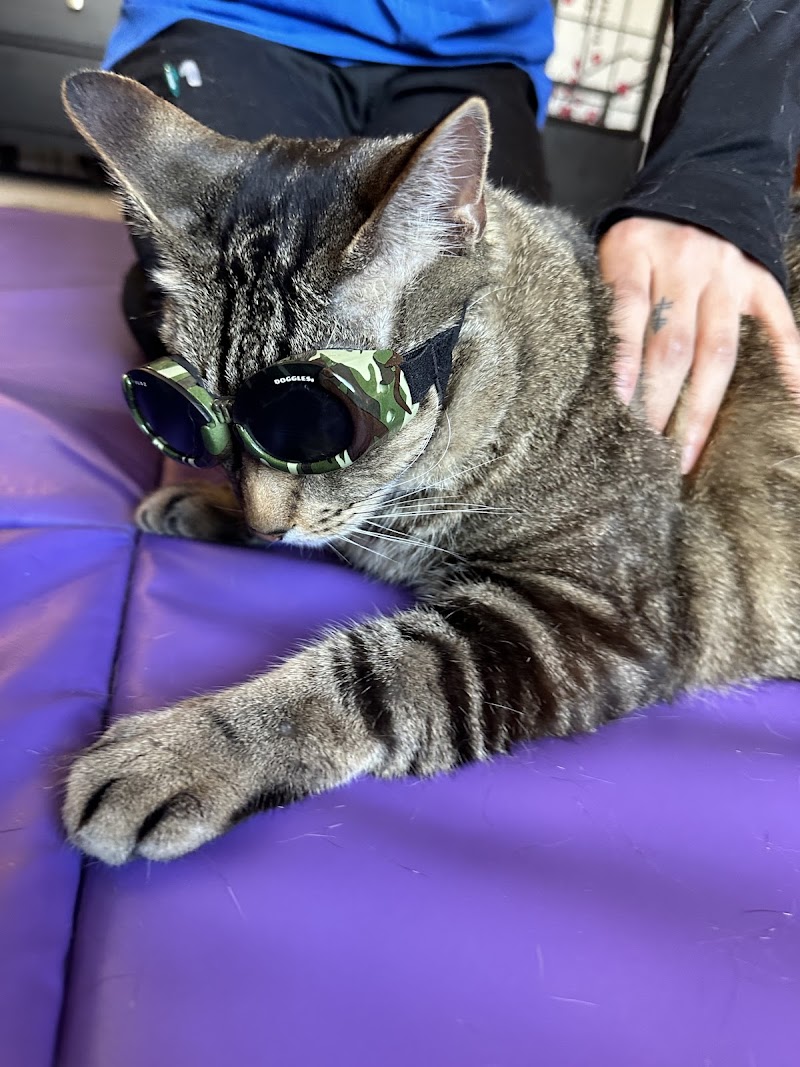 Veterinary Sports Rehab & Integrative Wellness