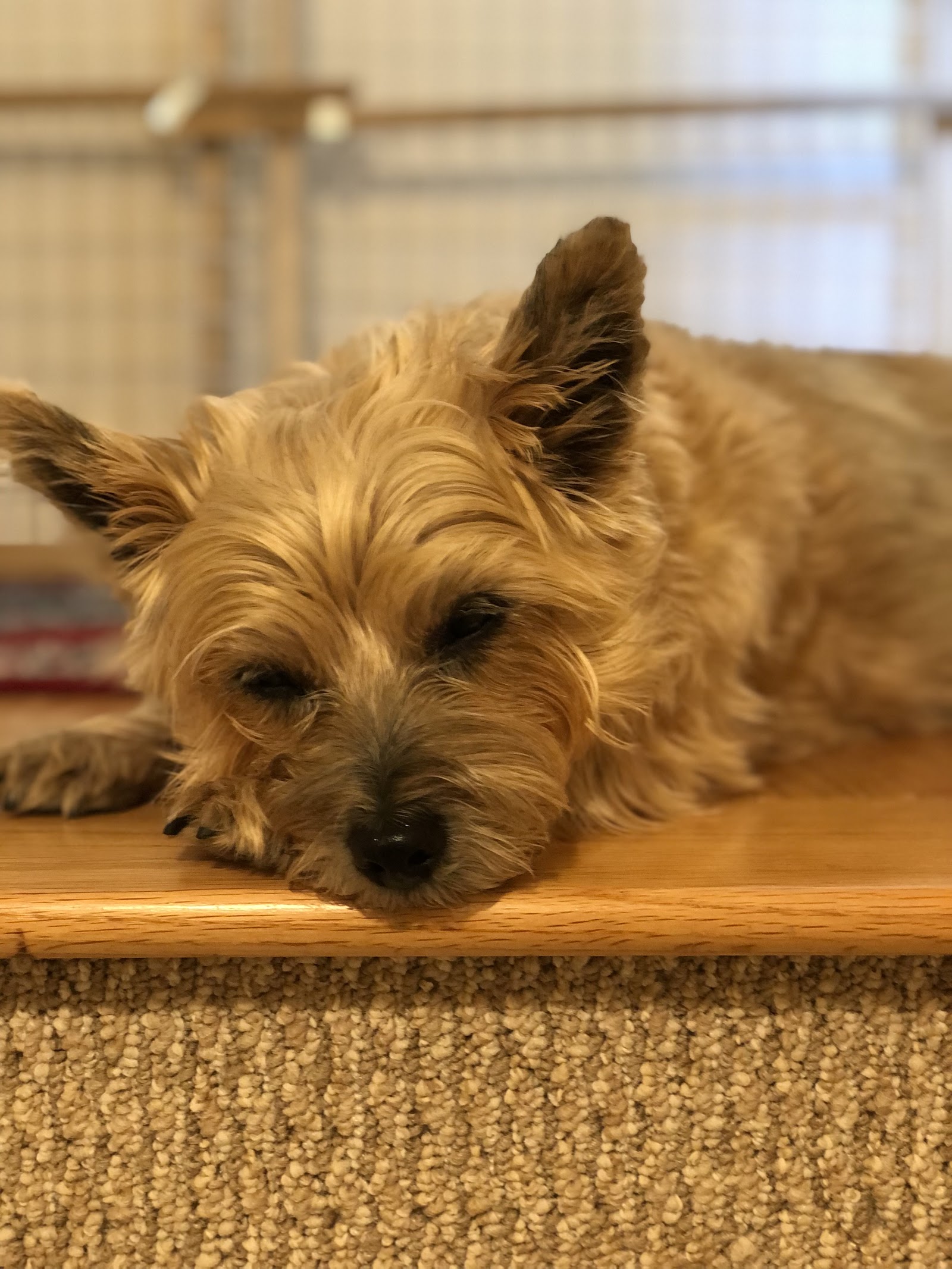 Veterinary Urgent Care Center - Dedham