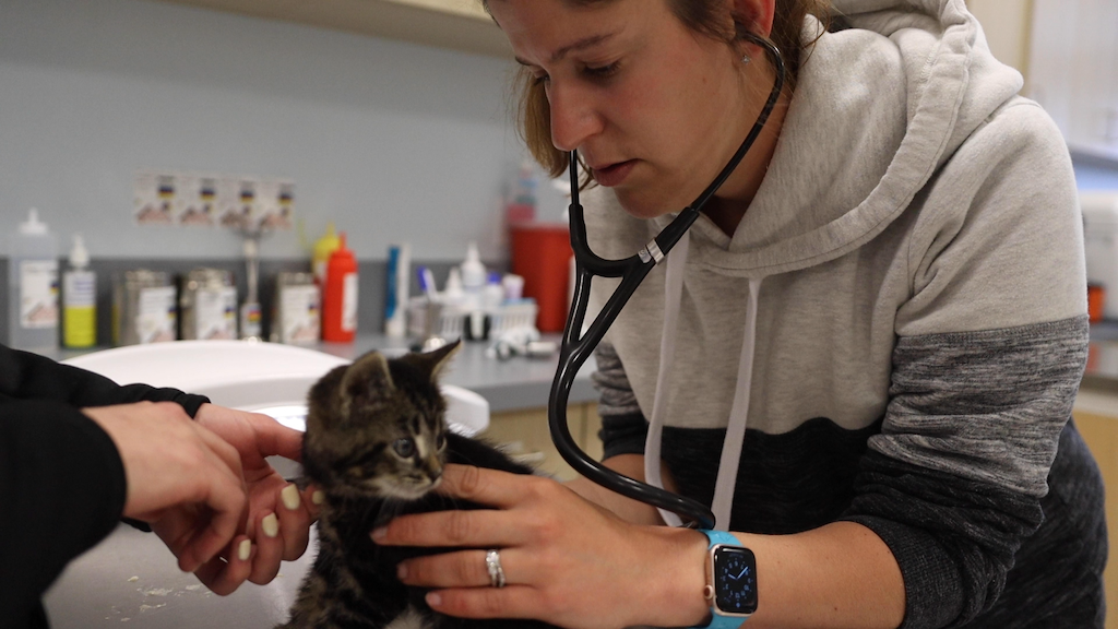 Veterinary Urgent Care Center - Easton