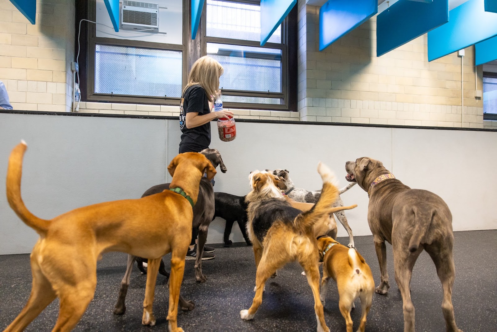 Wag Days Pet Resort