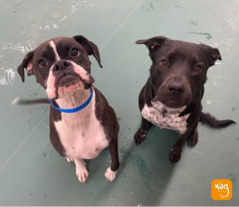 Wag Hotels - San Diego photo 3