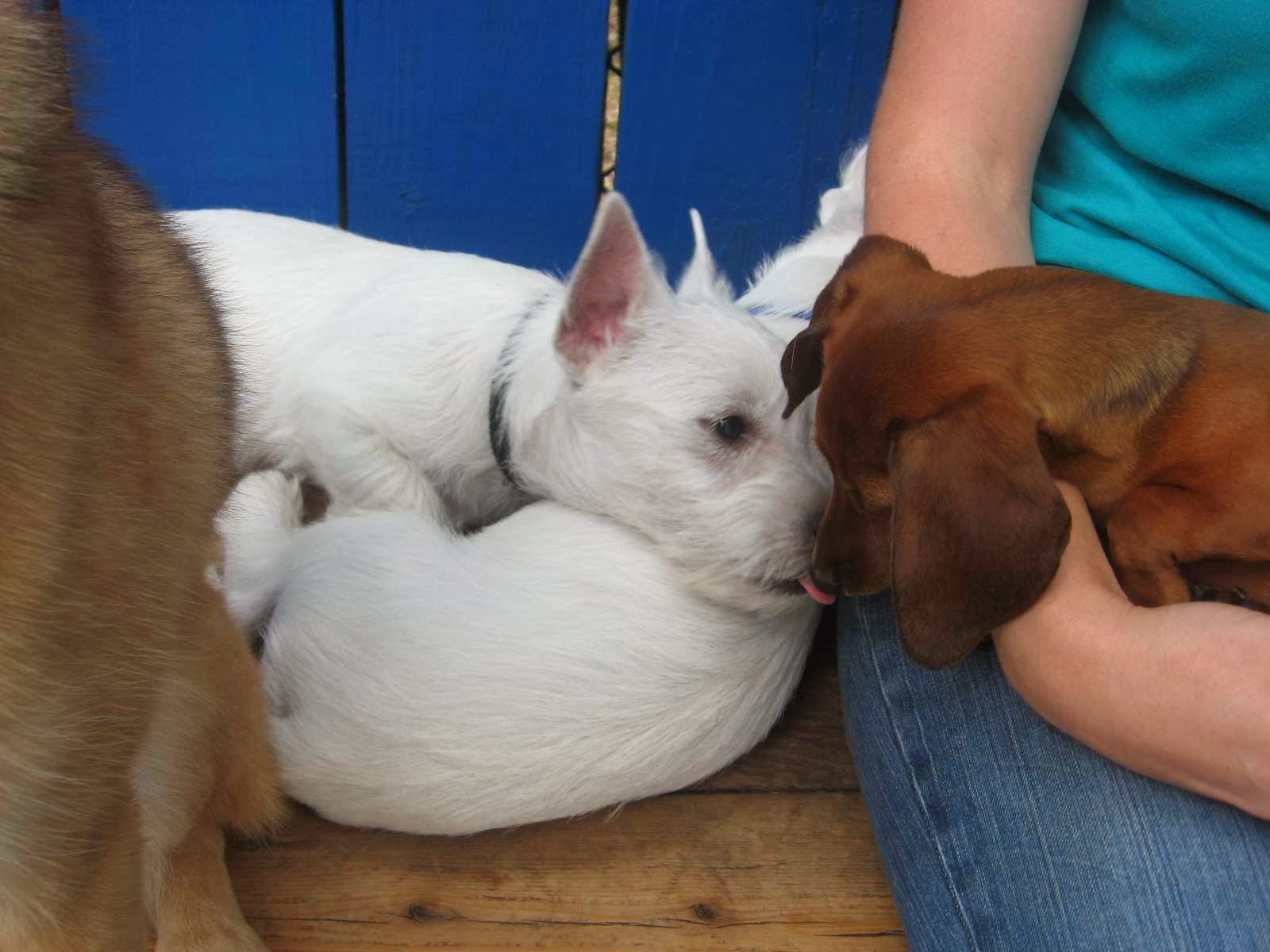 Wagging Tails Doggie Daycare & Boarding