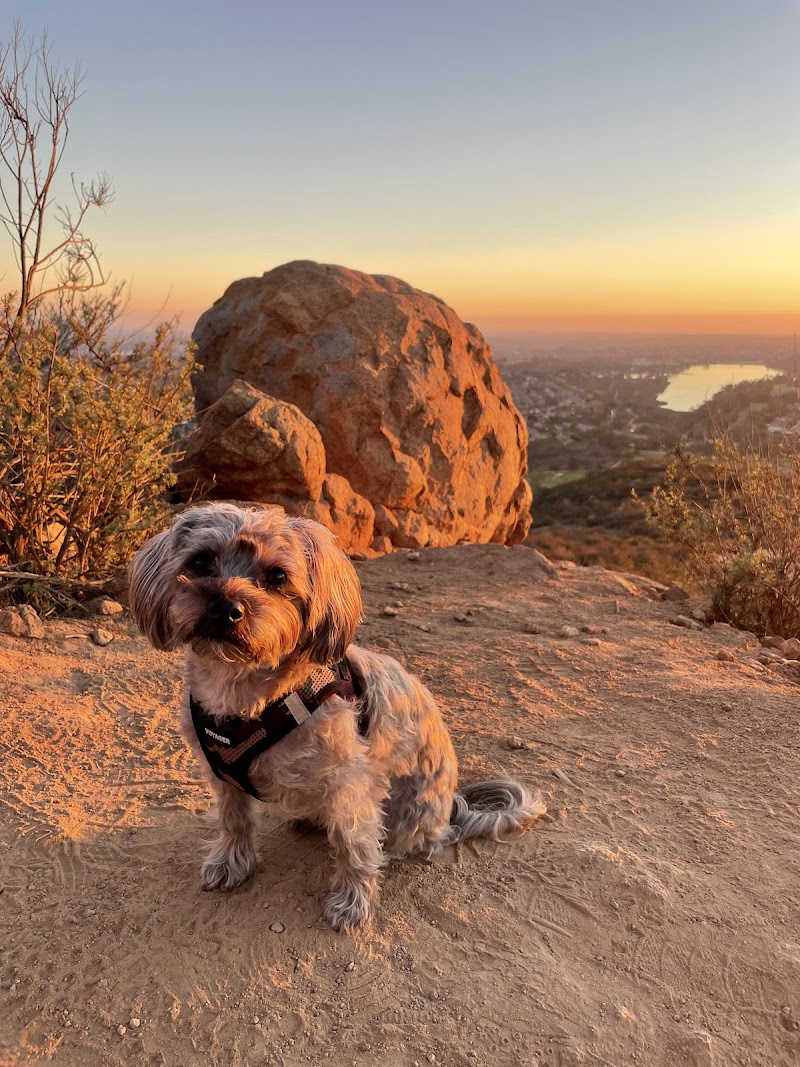 Waggy Tails Pet Care