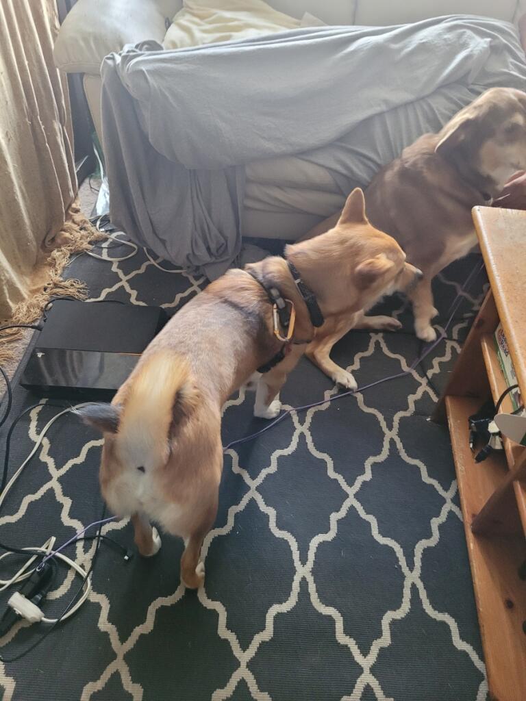 Waggy Tails Pet Care photo 3