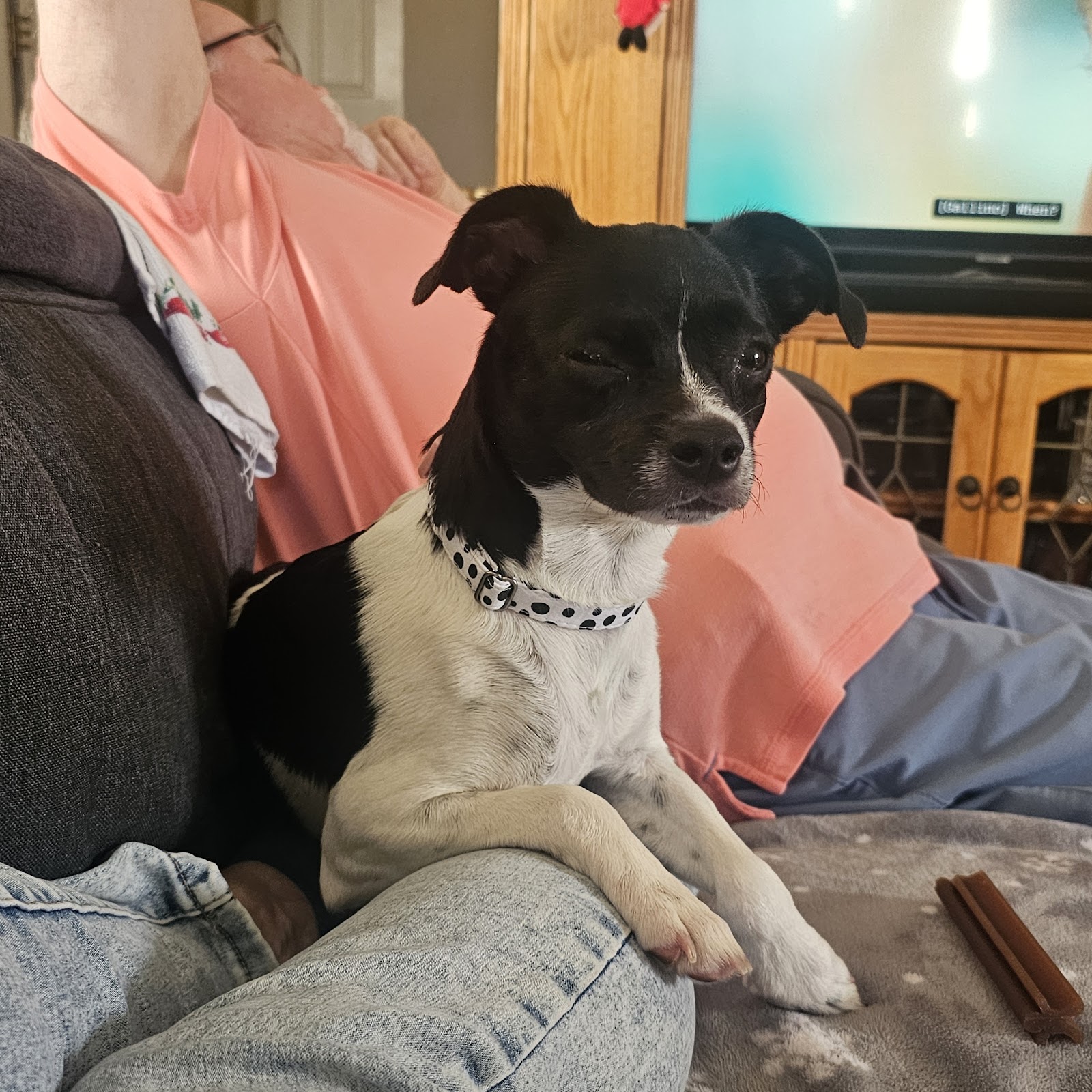 Wags & Walks Adoption Center