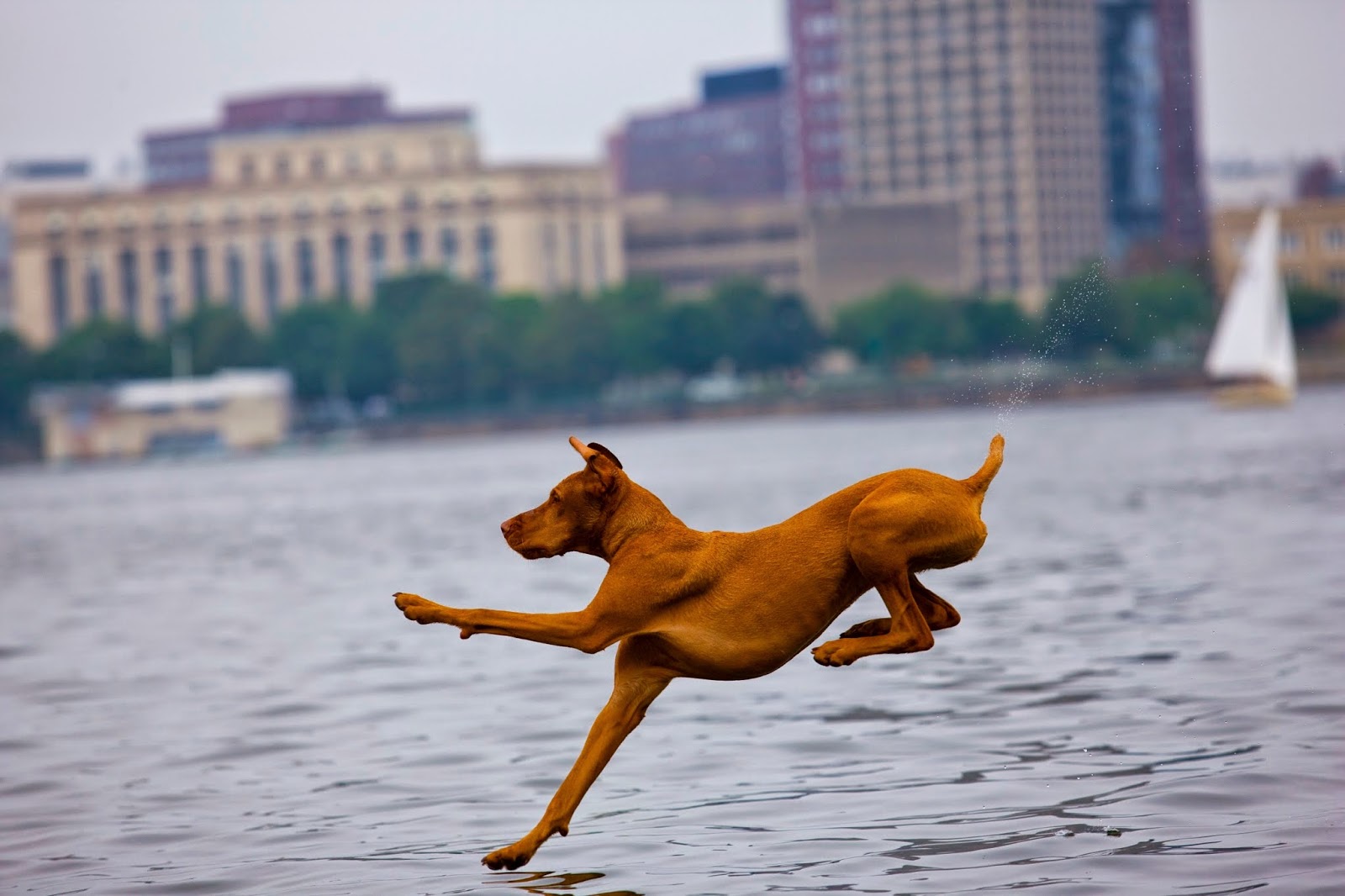 Walk My Dog