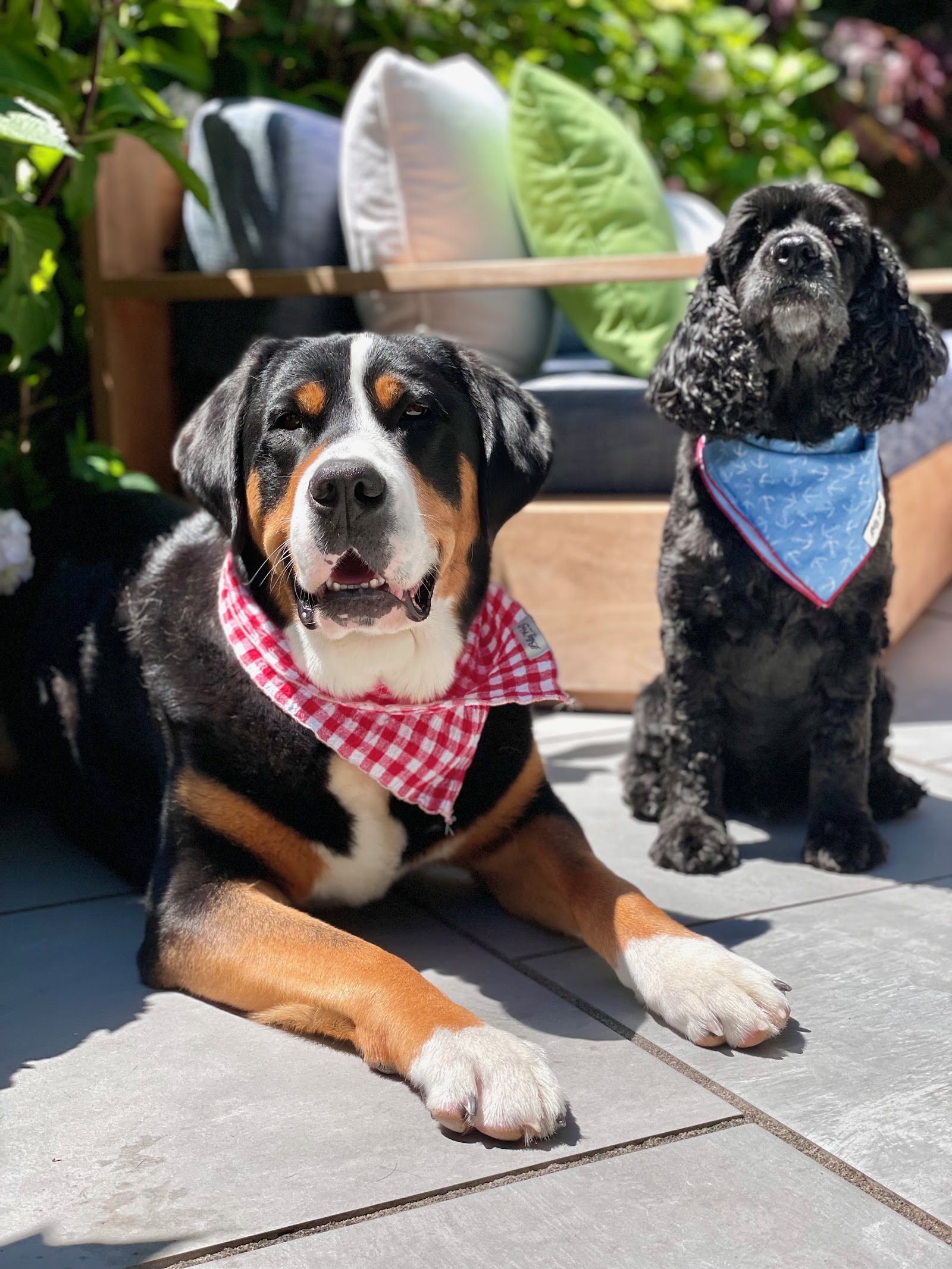 Wannagoout? Dog Walking & Pet Sitting
