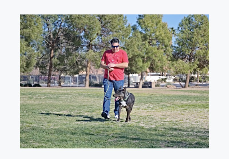 We Care Pet Services