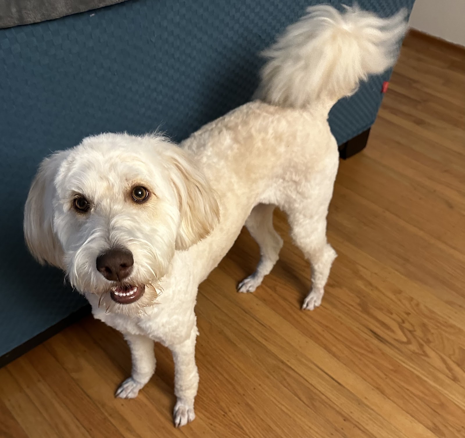 We Love Paws Pet Grooming Salon