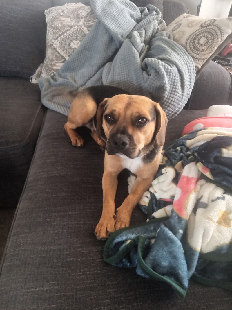 We Saved A Puppy photo 2