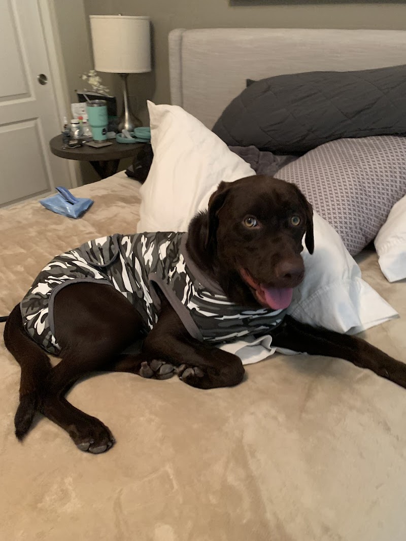 We Saved A Puppy photo 3