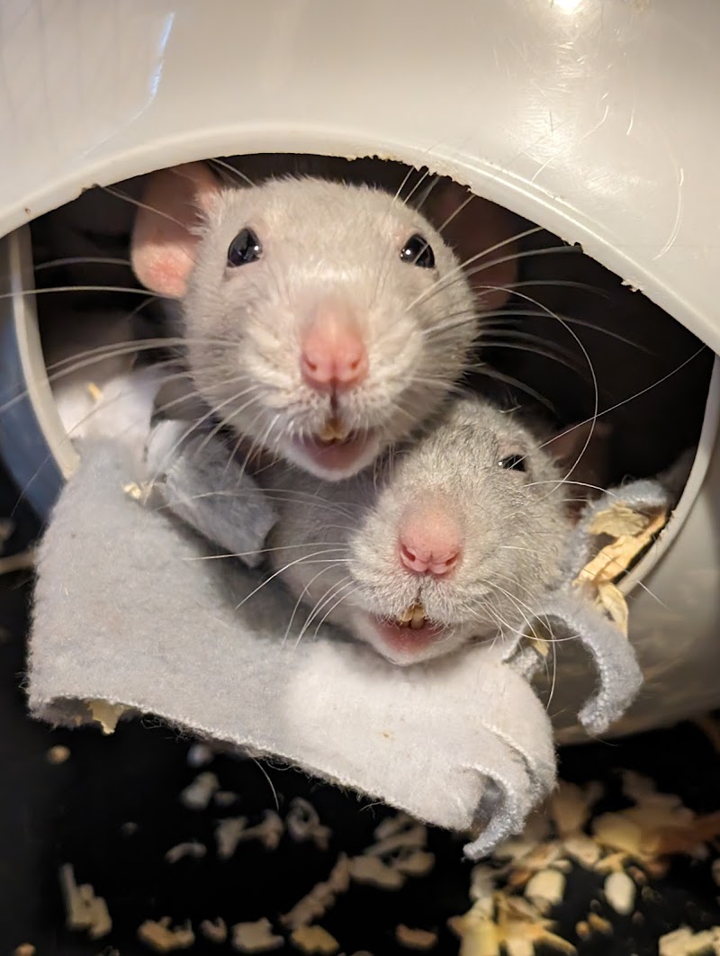 Wee Companions Small Animal Rescue photo 2